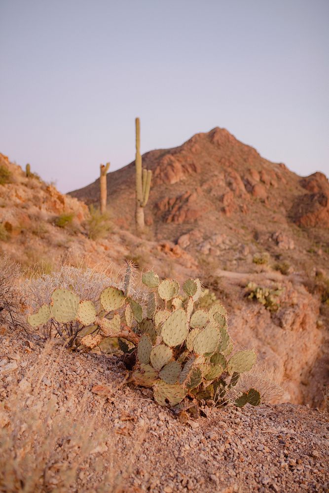 Cactus on rocky and desert mountains nature photography