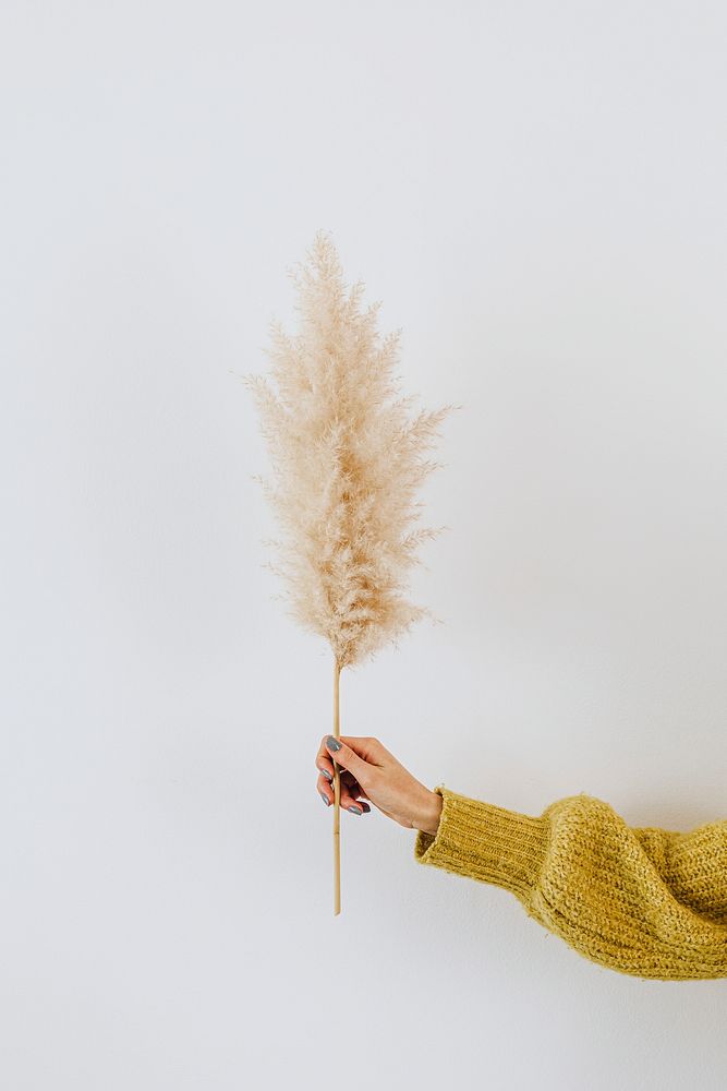 Woman holding a dried pampas grass against a white wall 