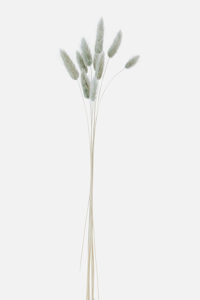 Hare's-tail grass mockup on a white background 