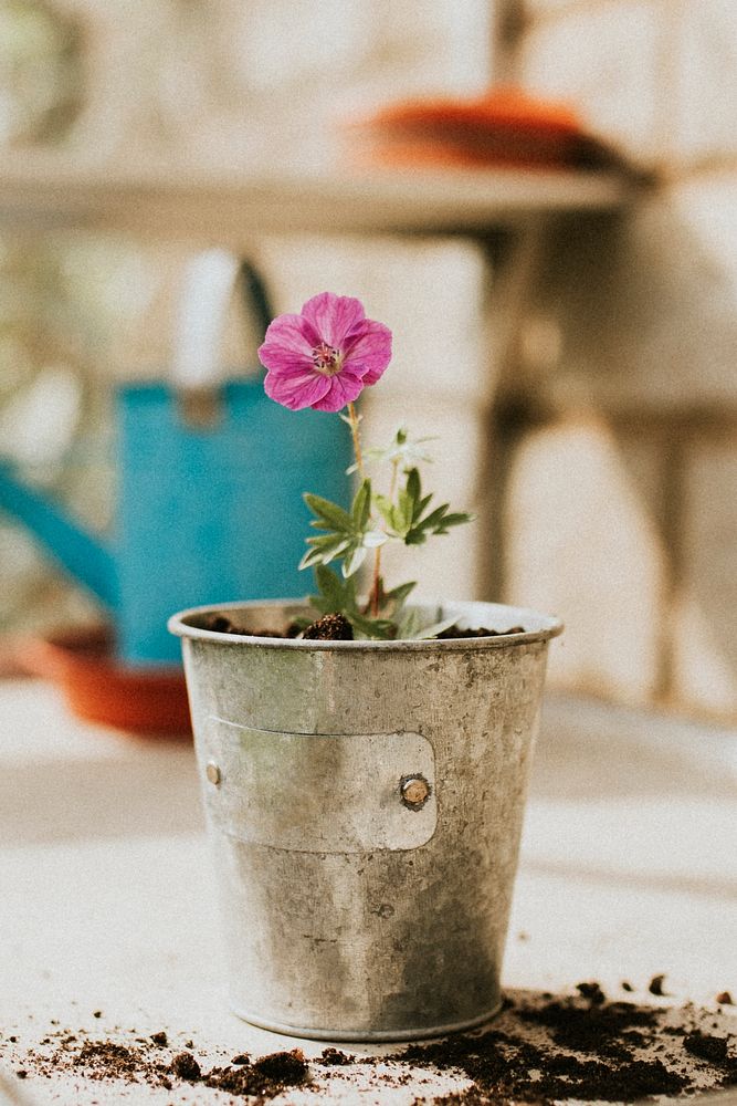 Pink flower in a metallic flower pot