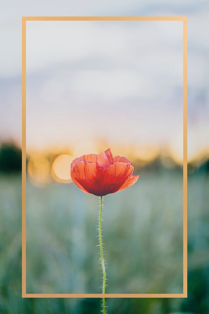 Golden frame with a poppy flower in a field design element