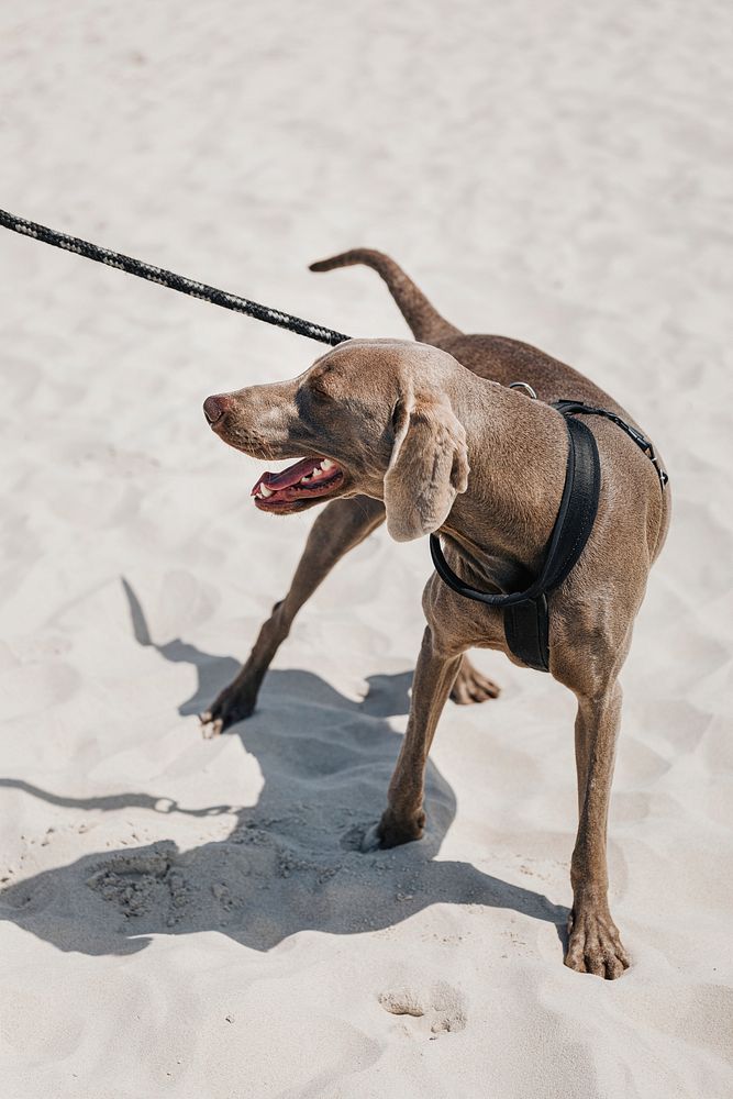 Weimaraner dog on a walk at the beach in the summertime