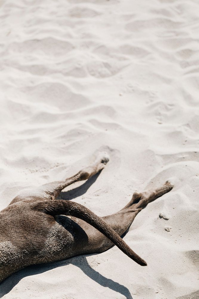 Dog sleeping in the sand at a beach