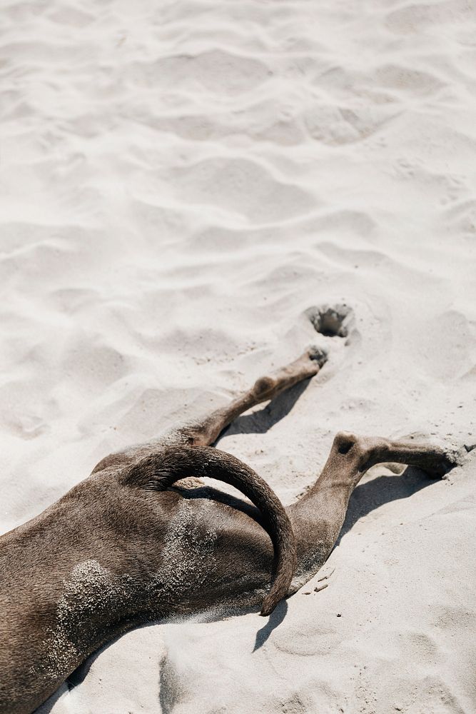 Dog sleeping in the sand at a beach