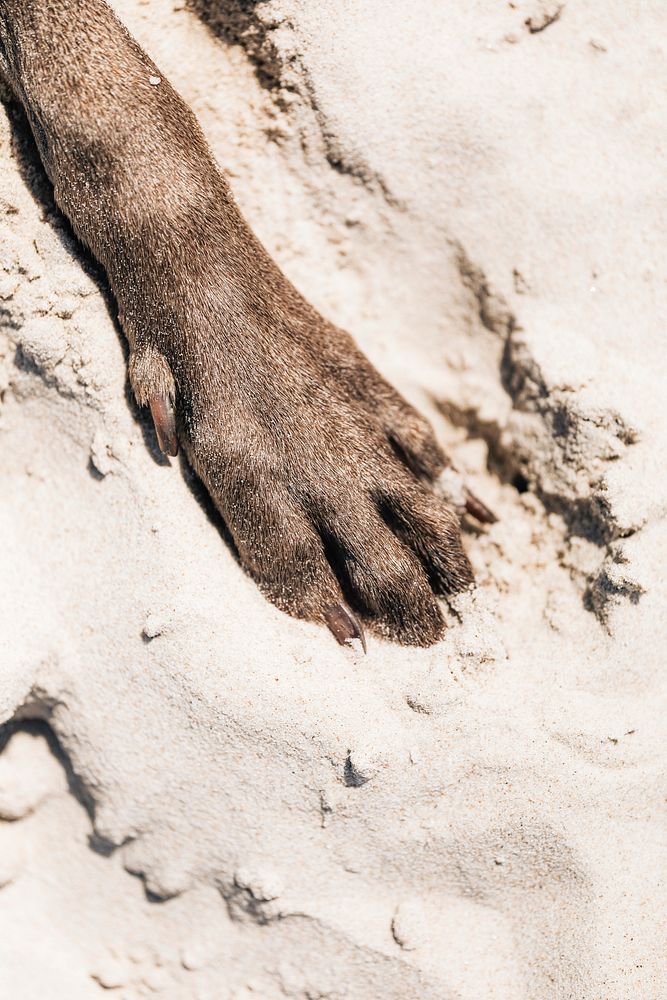 Dog paw in the sand at a beach
