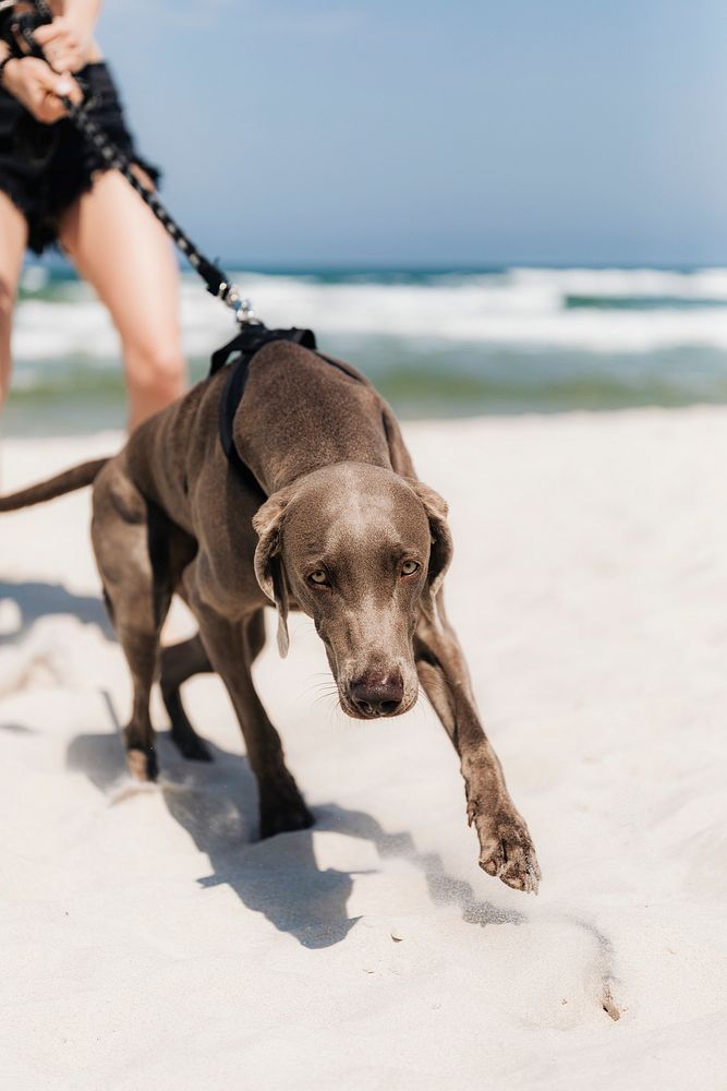 Woman walking her Weimaraner dog at the beach