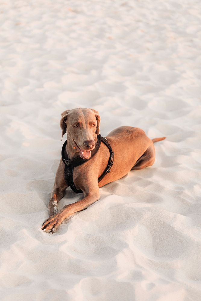 Weimaraner dog relaxing in the sand at the beach