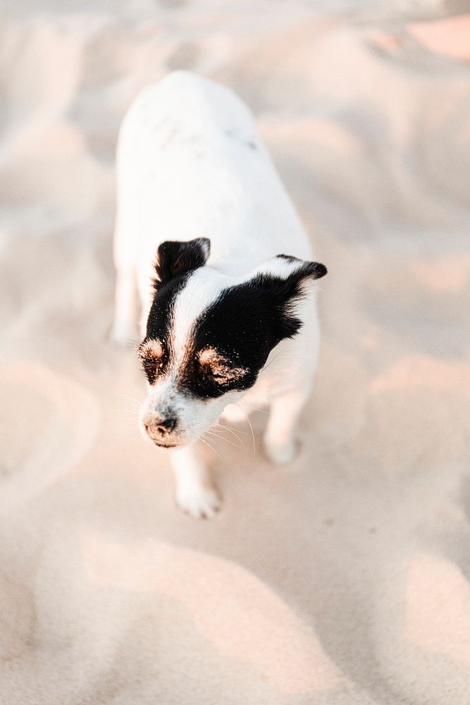 Little Jack Russell terrier dog enjoying the sun at the beach