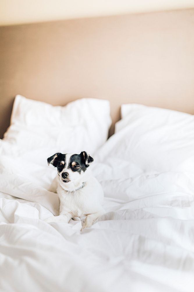 Jack russell terrier in a clean white bed