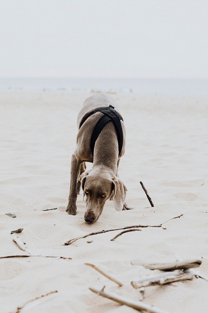 Weimaraner dog playing in the sand at the beach