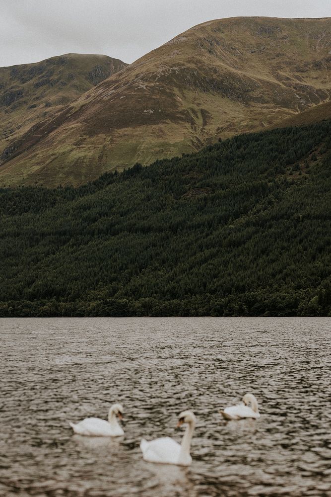 Swans on lake background, Wast Water in Scotland