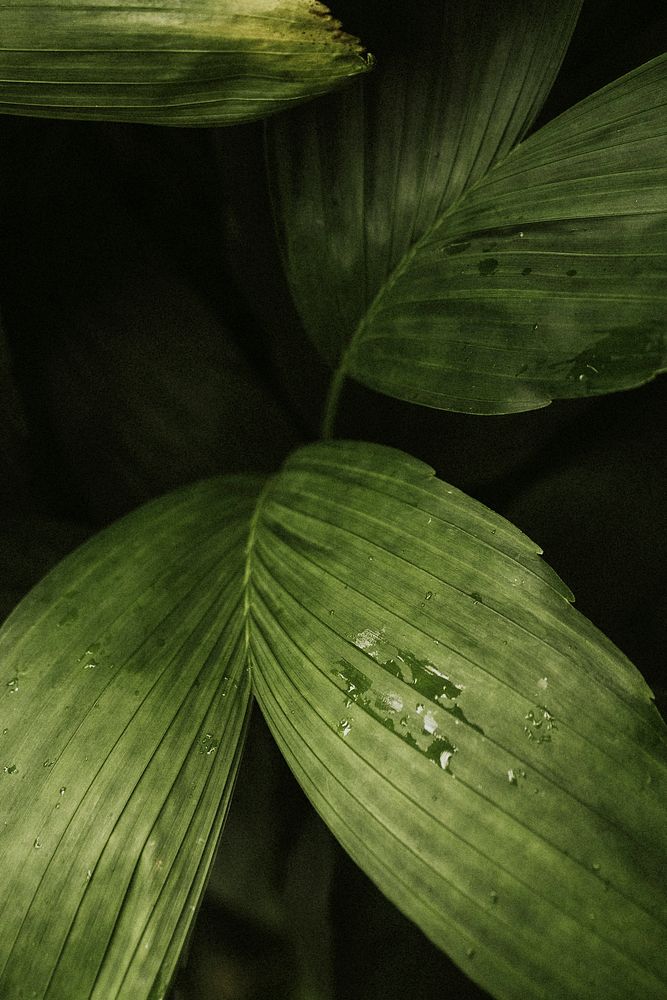 Aesthetic leaf background wallpaper, tropical nature image