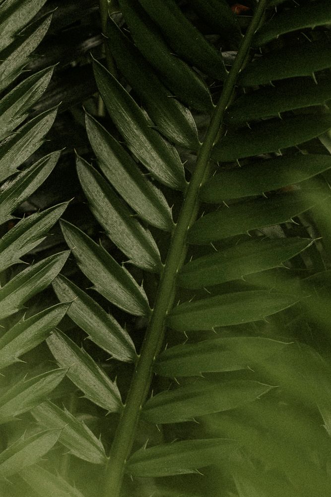 Aesthetic leaf background wallpaper, tropical nature image