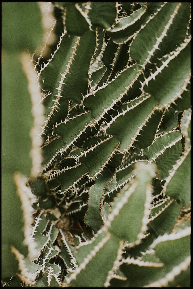Cactus plant background wallpaper, aesthetic nature dark image