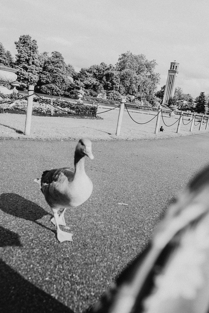 Wild goose, bw photography in the park