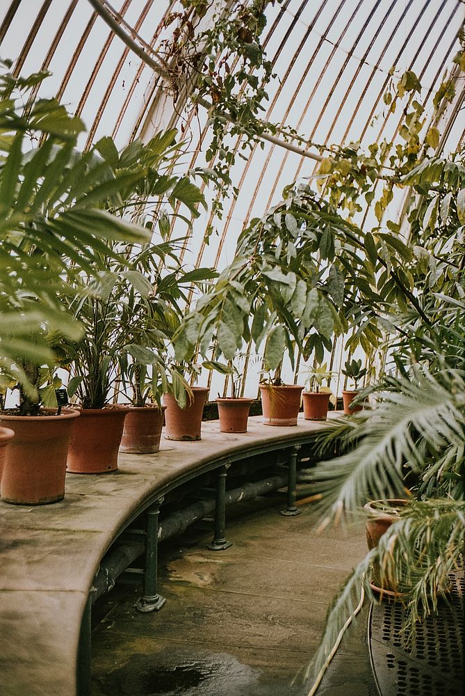 Plant greenhouse retro film grain, in Kew Garden, London