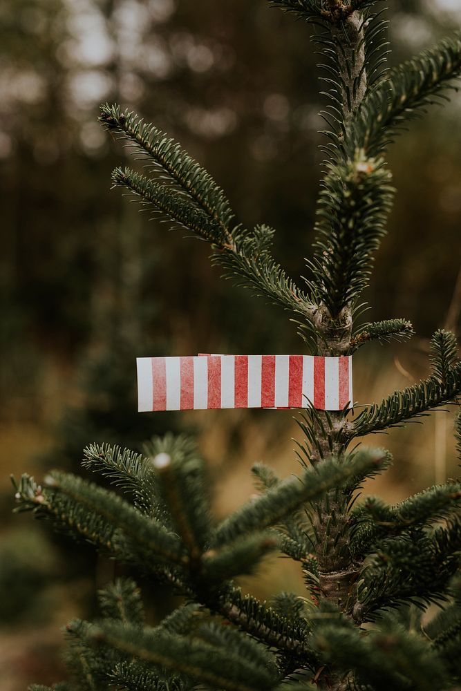 Red and white tag on a Christmas tree 