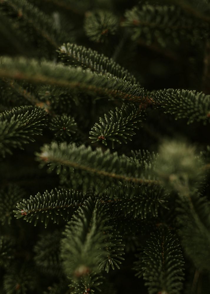 Closeup of Christmas tree, green pine fir leaves 