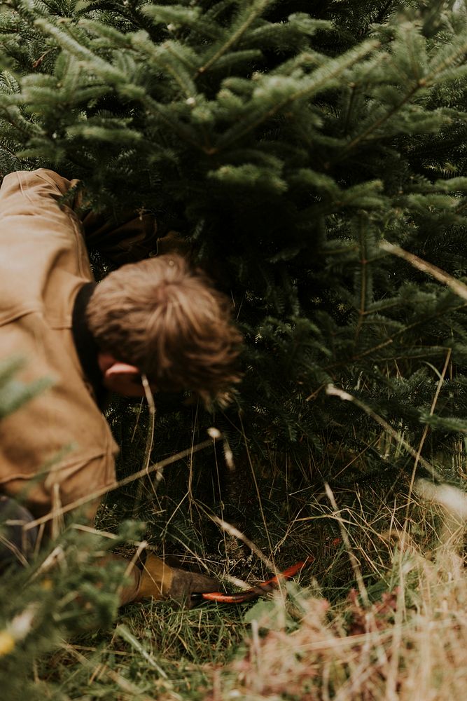 Man sawing a Christmas tree for home at a Christmas tree farm 