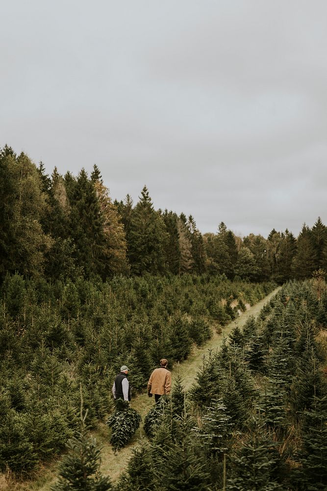 Two men hauling Christmas trees at a Christmas tree shop to take home 