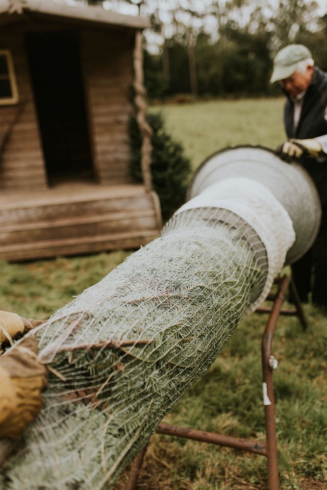 People wrapping a Christmas tree using the tube machine at a Christmas tree farm