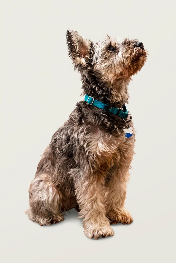 Miniature Schnauzer  dog, cute pet isolated image