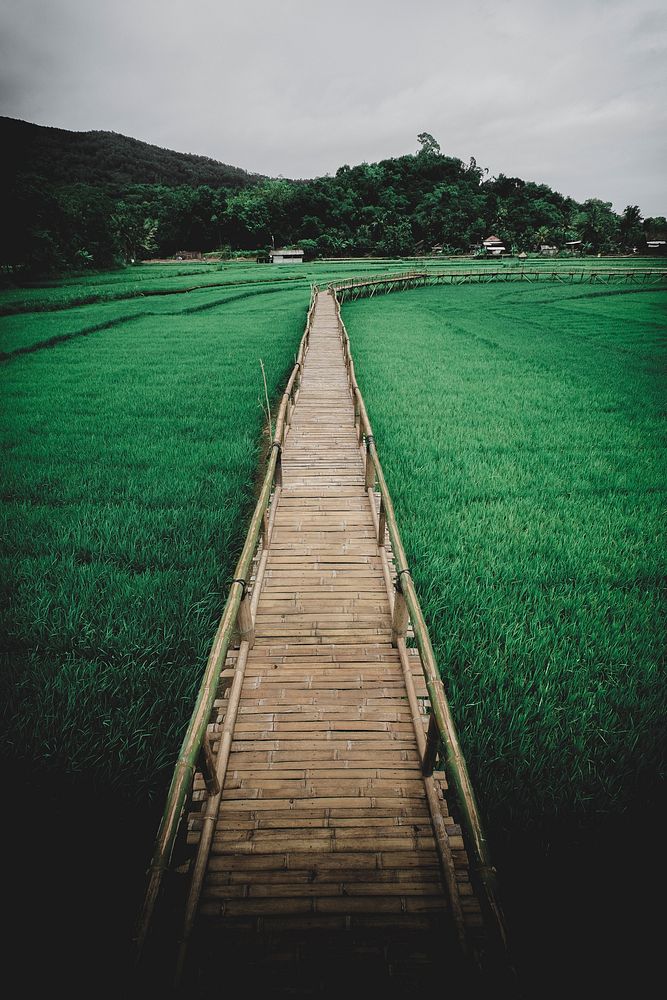 Rice fields in Mangunan Yogyakarta, Indonesia