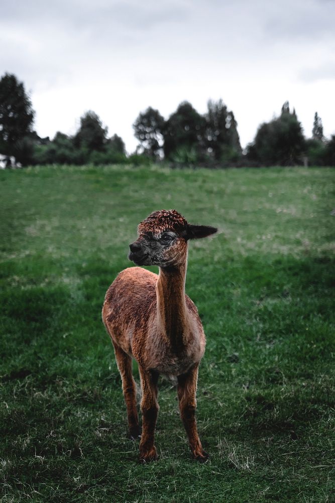 Baby llama in a green field in New Zealand