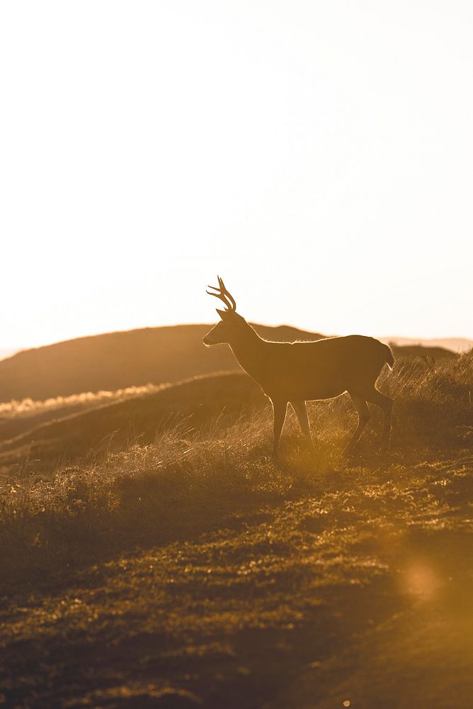 Male Columbian black-tailed deer on the roadside of Point Reyes National Seashore in California, USA