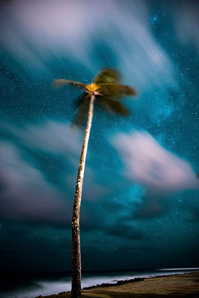 Coconut tree scene at Waimea, United States