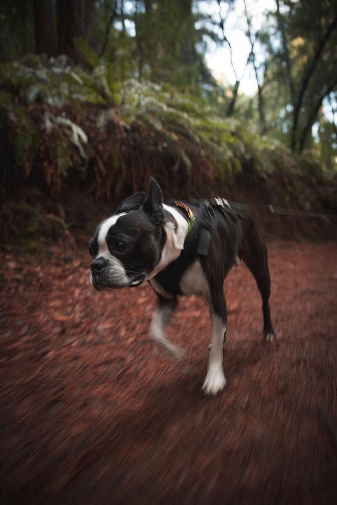 Boston Terrier walking in the forest