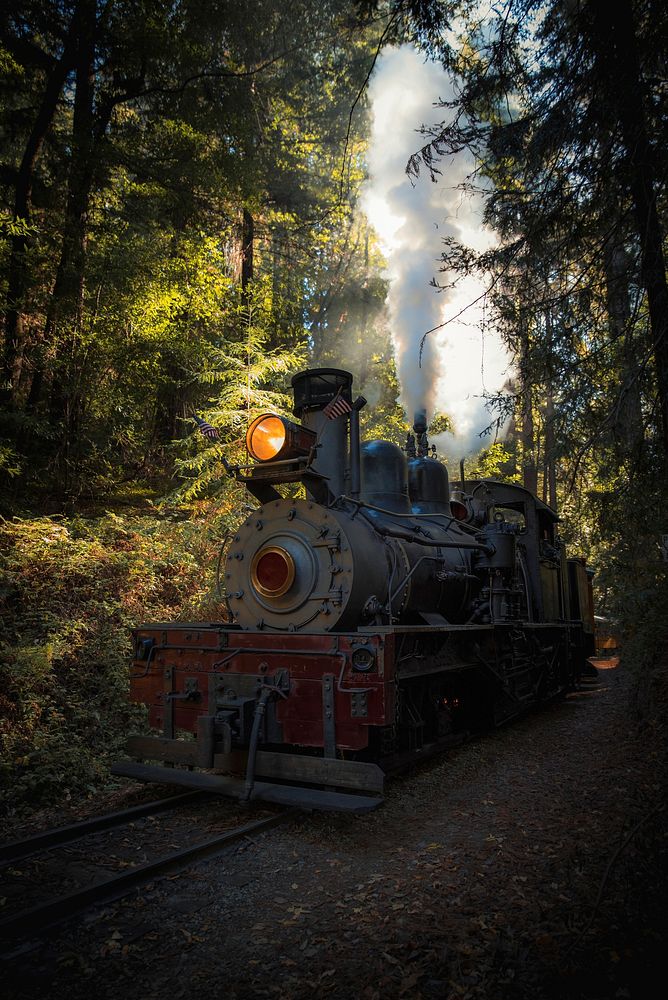 Train running in a forest of Felton, United States