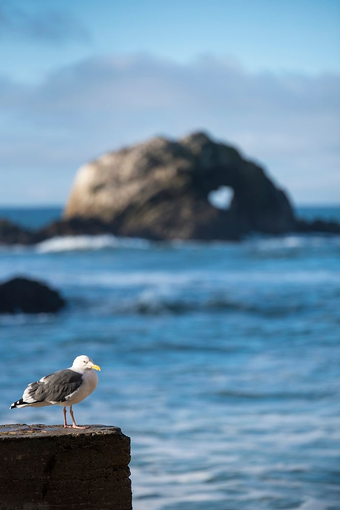 Seagull sitting by the ocean