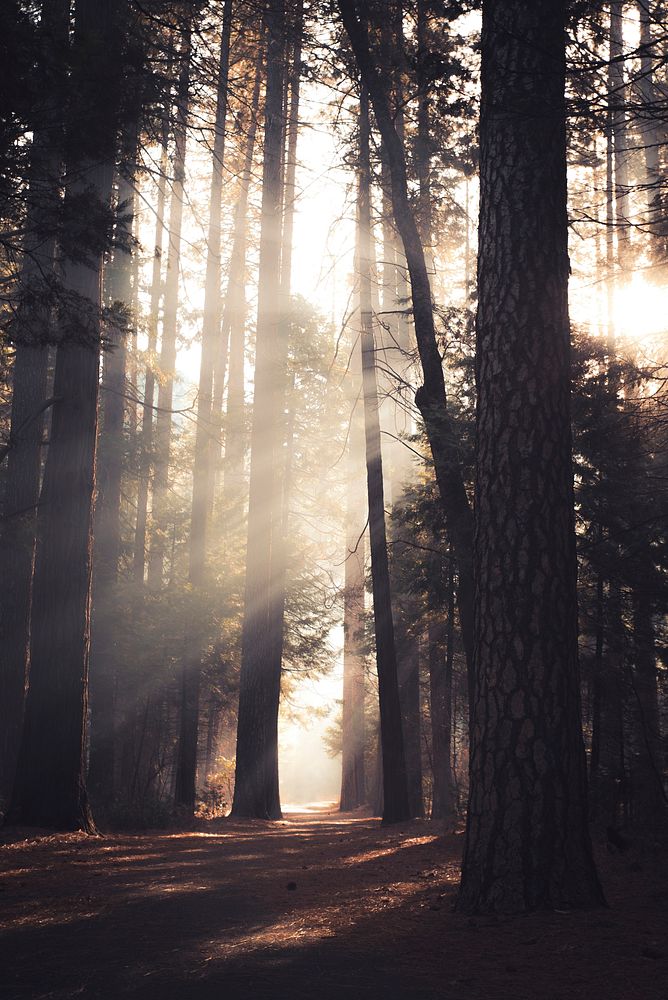 Sunlight through the forest at Yosemite National Park in California, USA