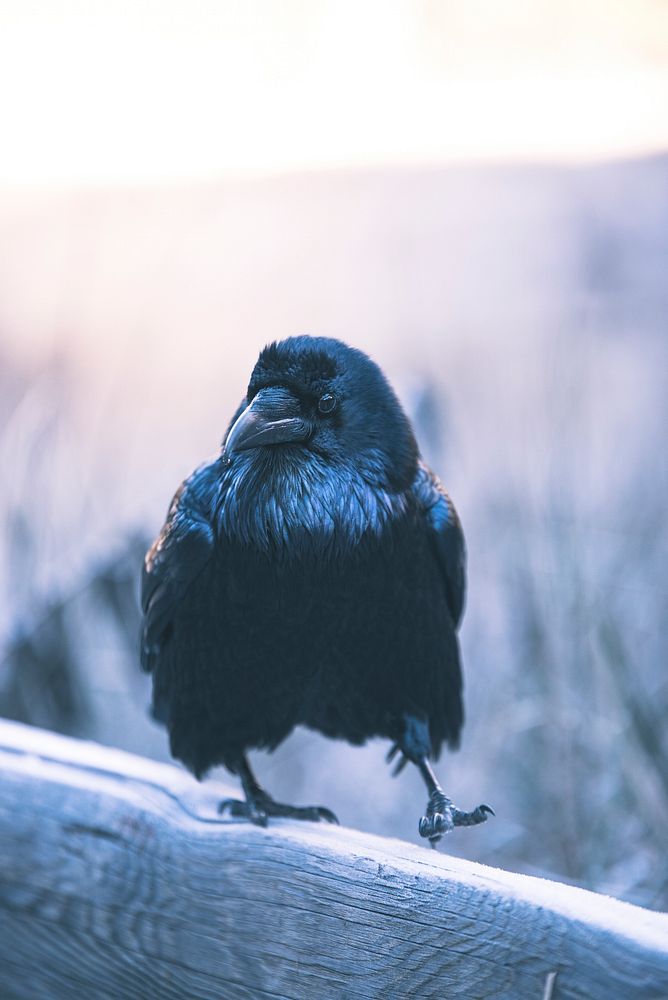 Common Raven at Yosemite Valley, California USA