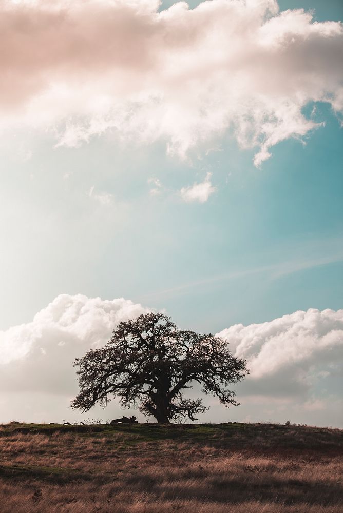 Cloudscape and trees in the countryside