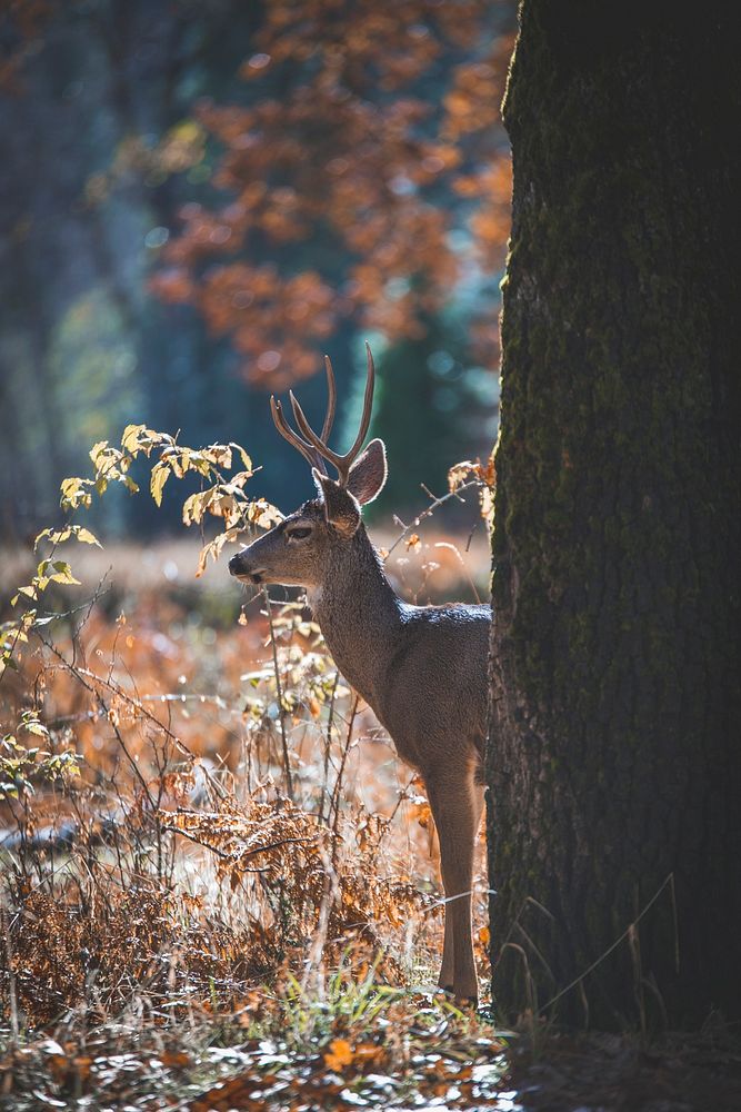 Male deer at Yosemite Valley in California, USA