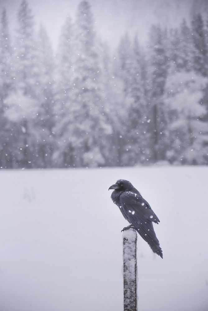 Cold crow on a pole in winter
