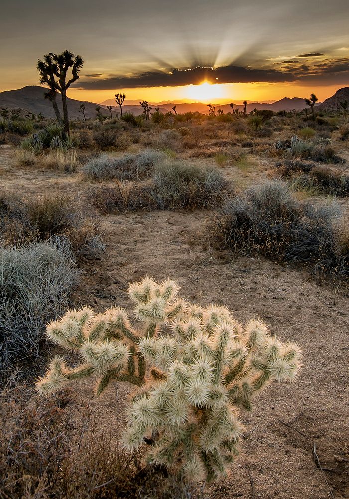 Sunset at Joshua Tree National Park, United States