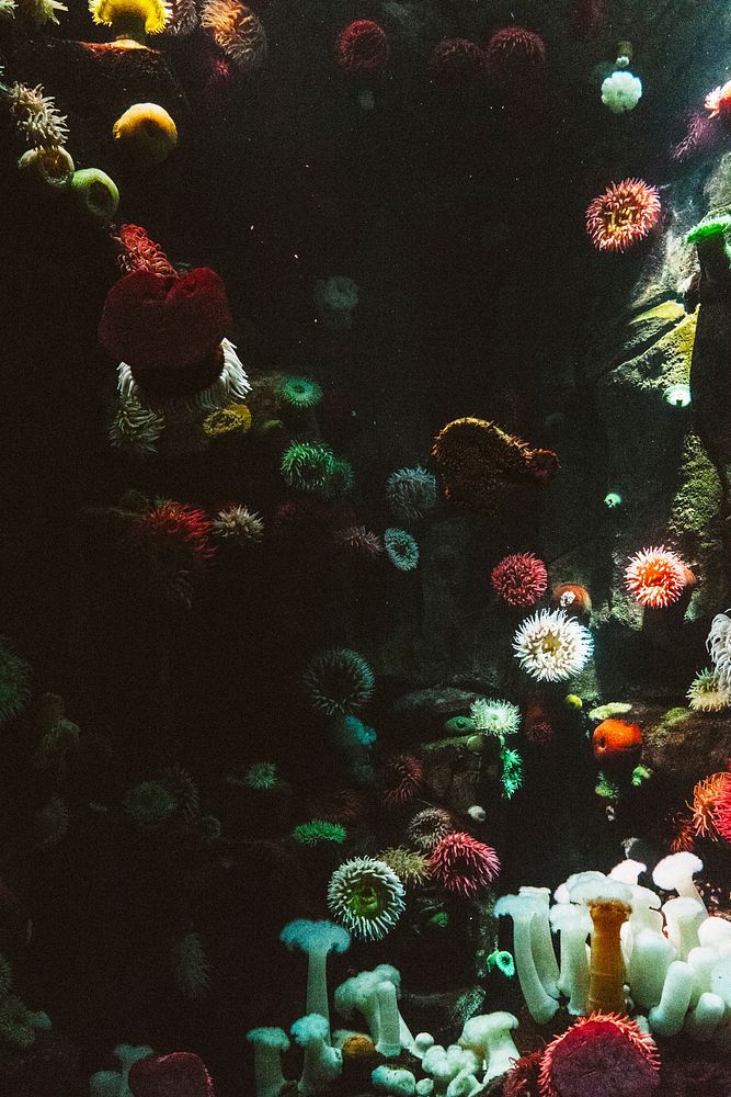 Corals in an aquarium