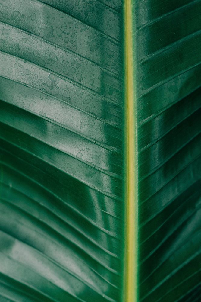 Close up on big green leaf