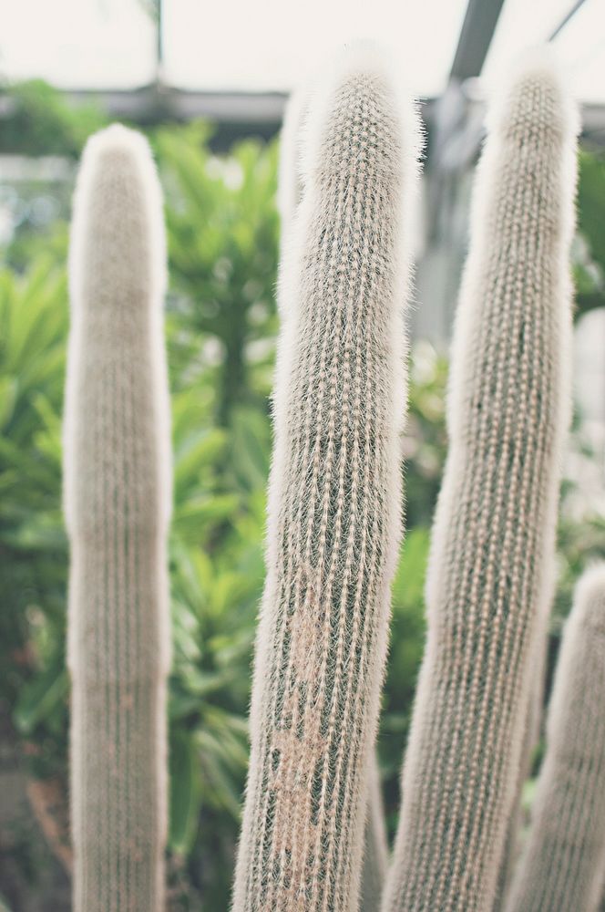 Cactus at Royal Botanical Gardens, Burlington, Canada