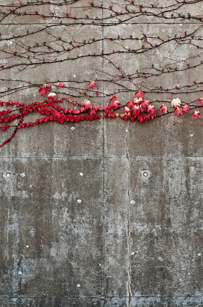 Red leaves on a concrete wall