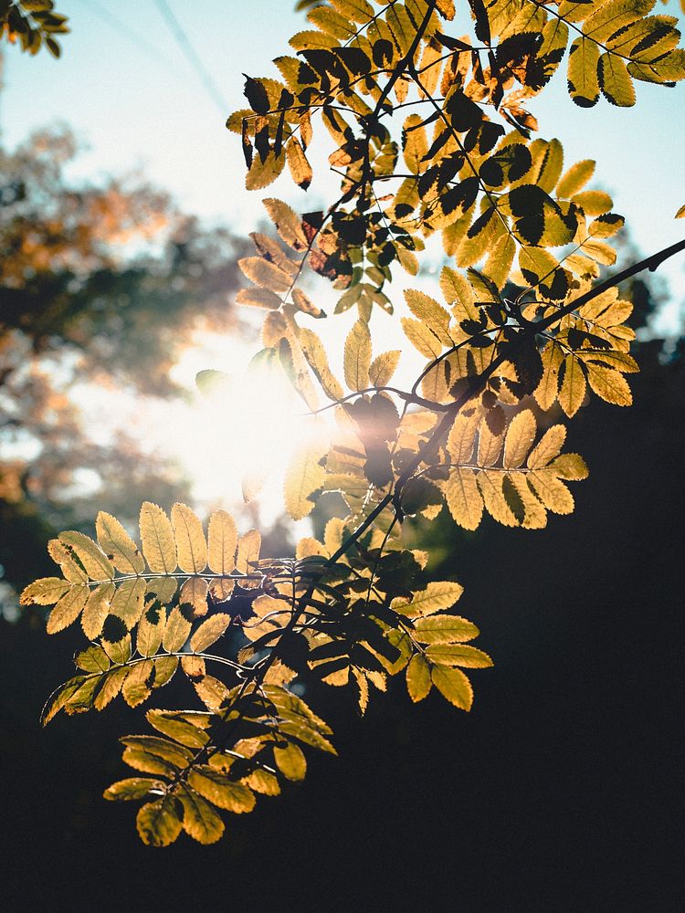 Sun beaming through the leaves during the spring in Moscow, Russia