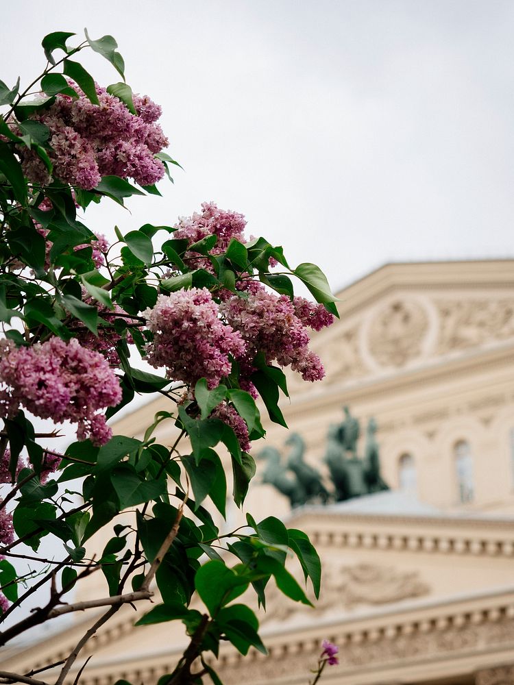 Pink flower in front of Bolshoi Theatre of Russia in Moscow