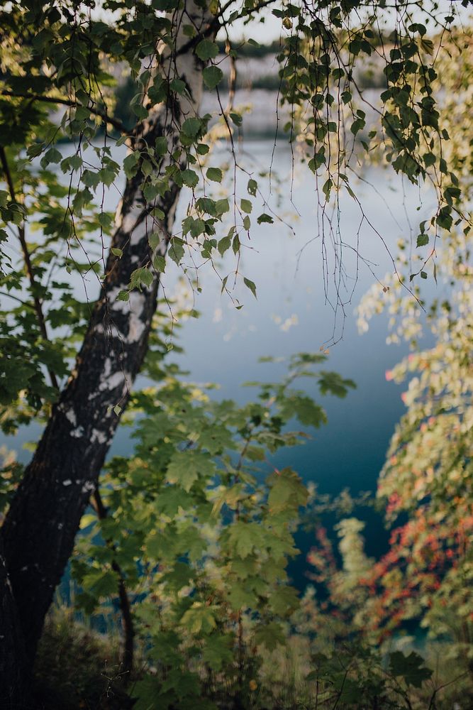 Birch trees by a lake. Visit Kaboompics for more free images.