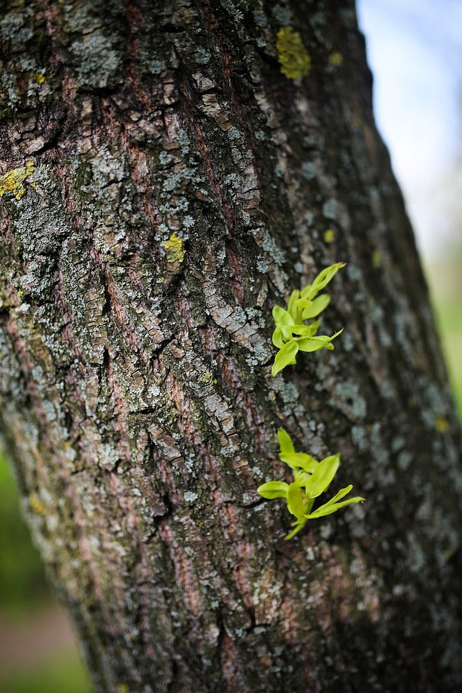 Leaves growing on a tree. Visit Kaboompics for more free images.