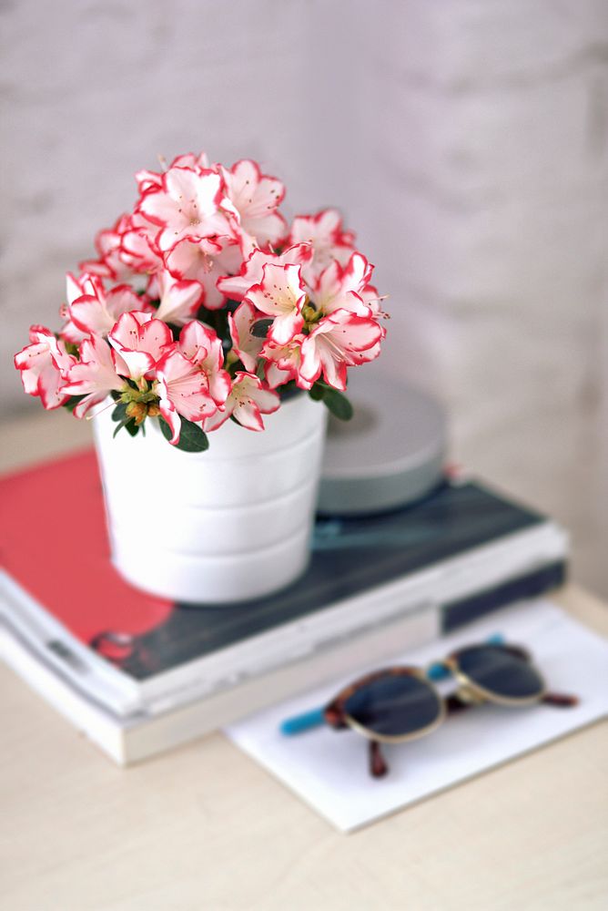 Azalea flower on a desk. Visit Kaboompics for more free images.