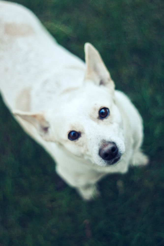 Cute little white dog. Visit Kaboompics for more free images.