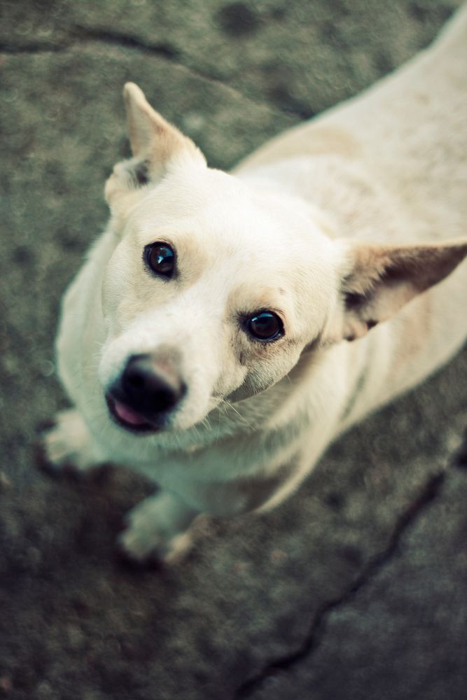 Cute little white dog. Visit Kaboompics for more free images.